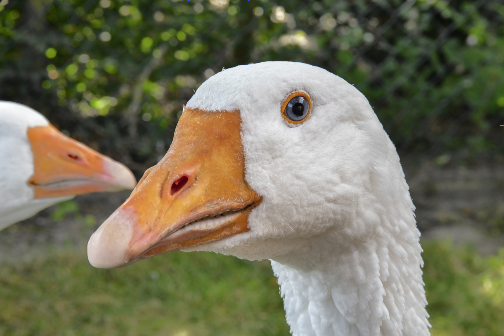 Gans nah Foto &amp; Bild | tiere, haustiere, nutztiere Bilder auf fotocommunity