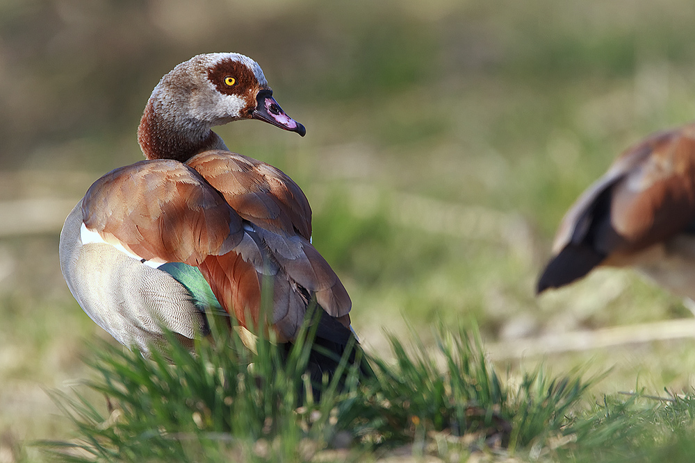 Gans nah am sonningen Nilstrand