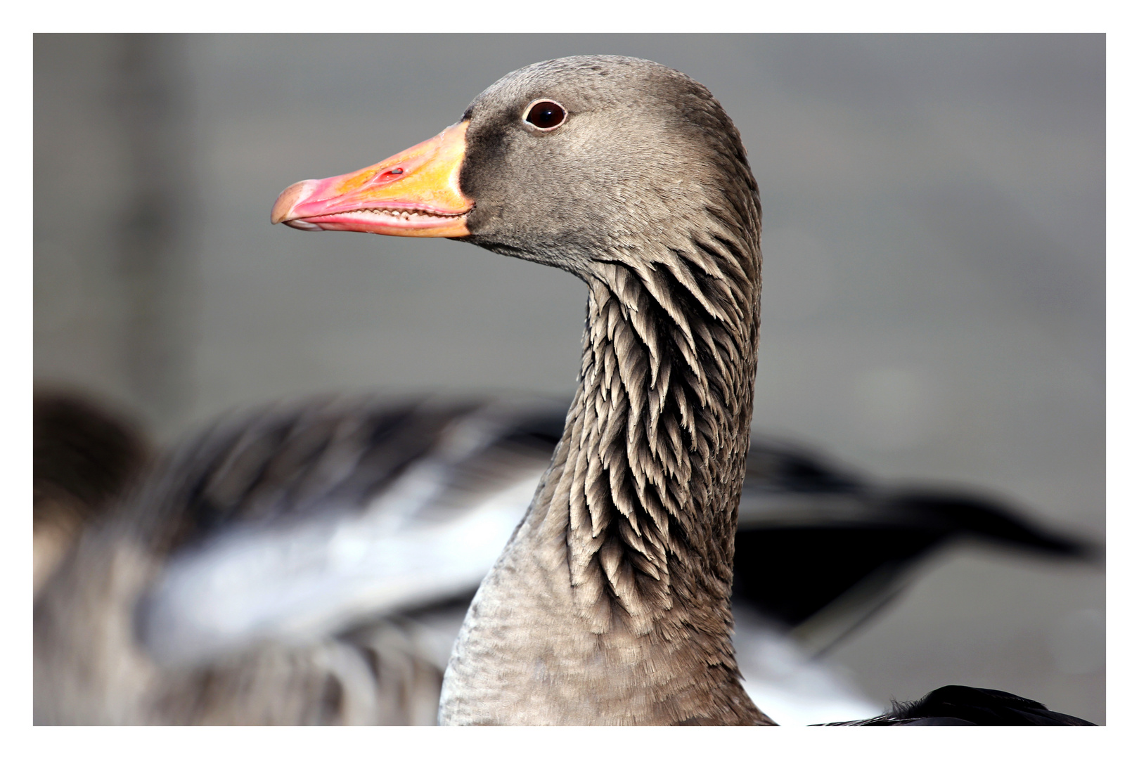 Gans nah an der Alster