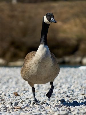 Gans nahe am Flaucher