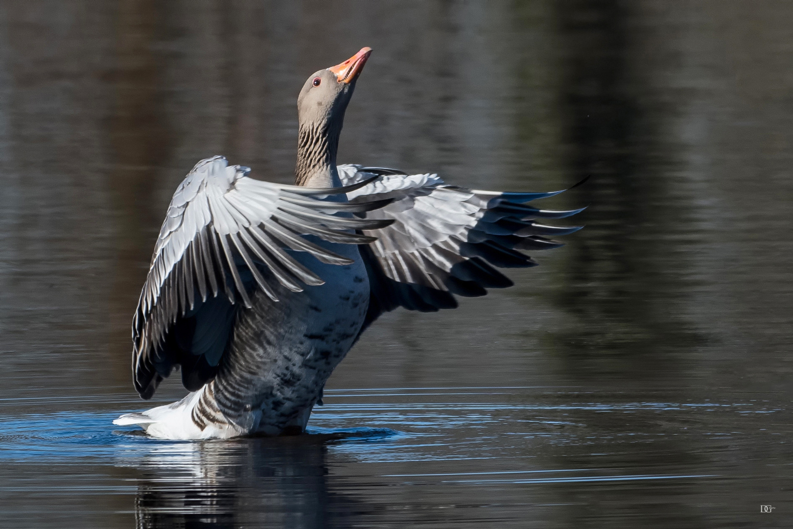 Gans - nett eitel