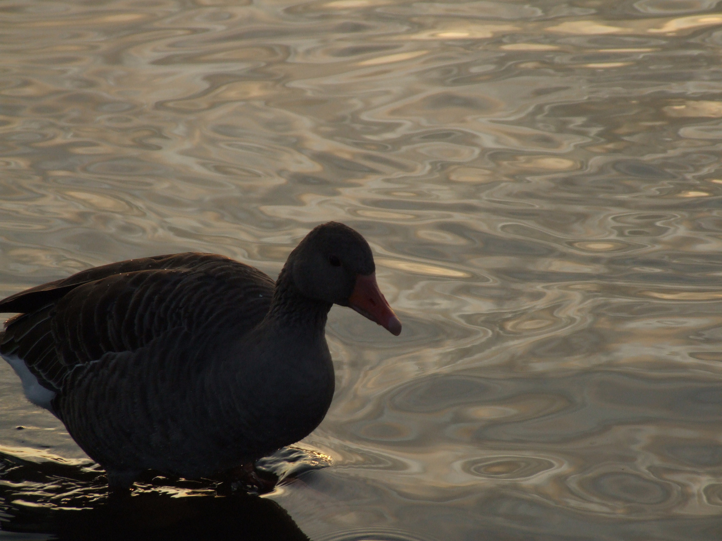 Gans neugierig