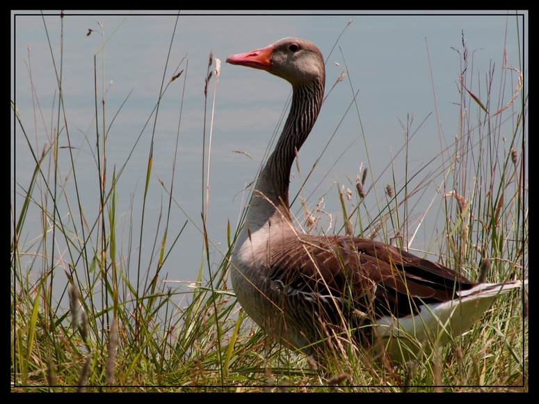 Gans, nicht Ente!