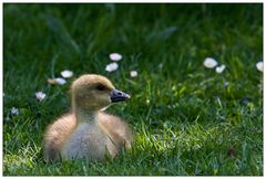 Gans noch ganz klein