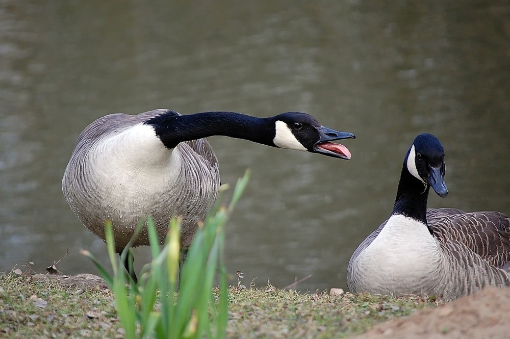 gans normale beziehungsdiskussion...