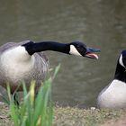 gans normale beziehungsdiskussion...