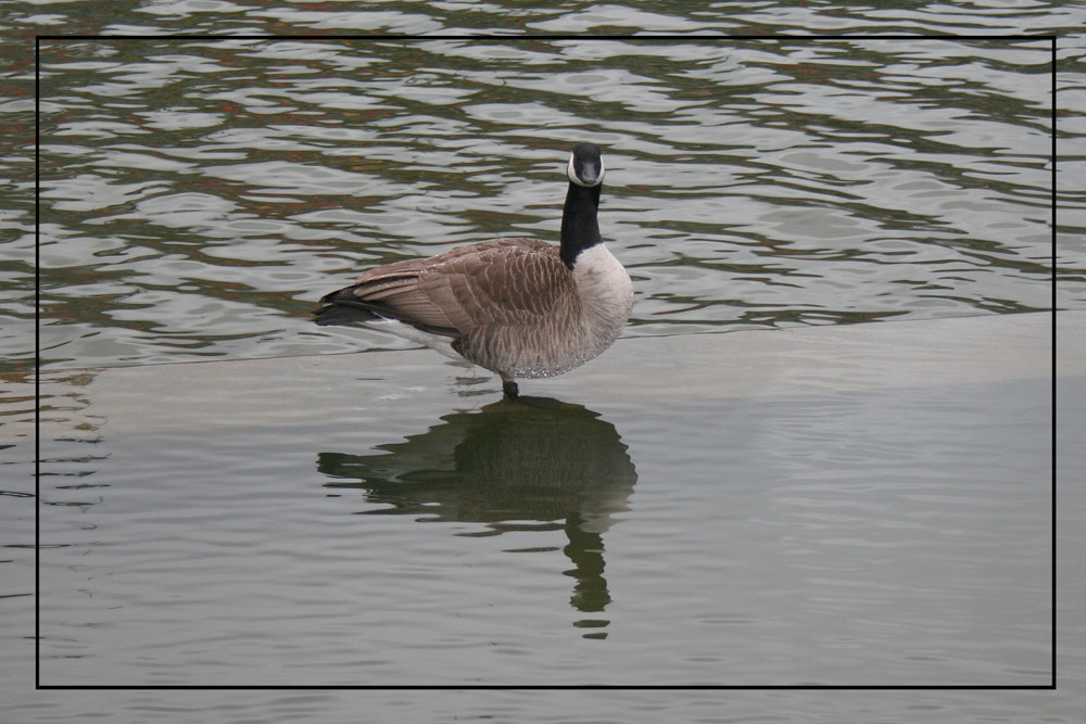 Gans - oder gar nicht!