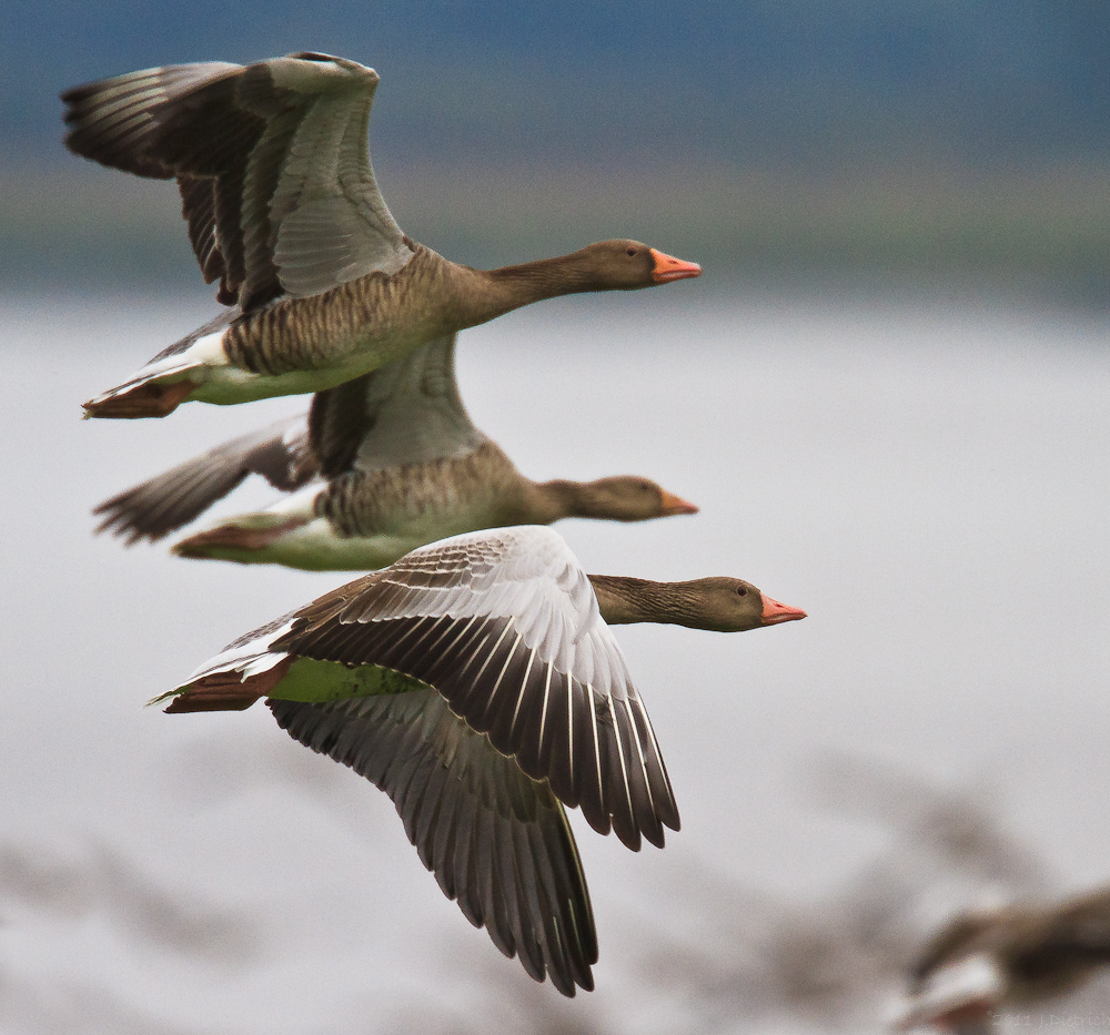 GanS ohne abgeschnittene Körperteile