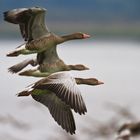 GanS ohne abgeschnittene Körperteile