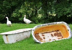 Gans ohne Wasser geht nicht