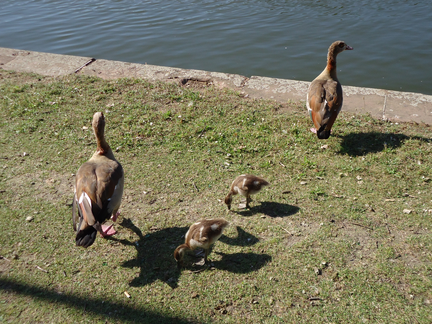 Gans ordentlicher Ausflug