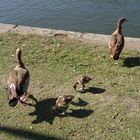 Gans ordentlicher Ausflug