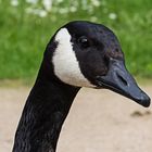 Gans-Portrait