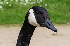 Gans-Portrait