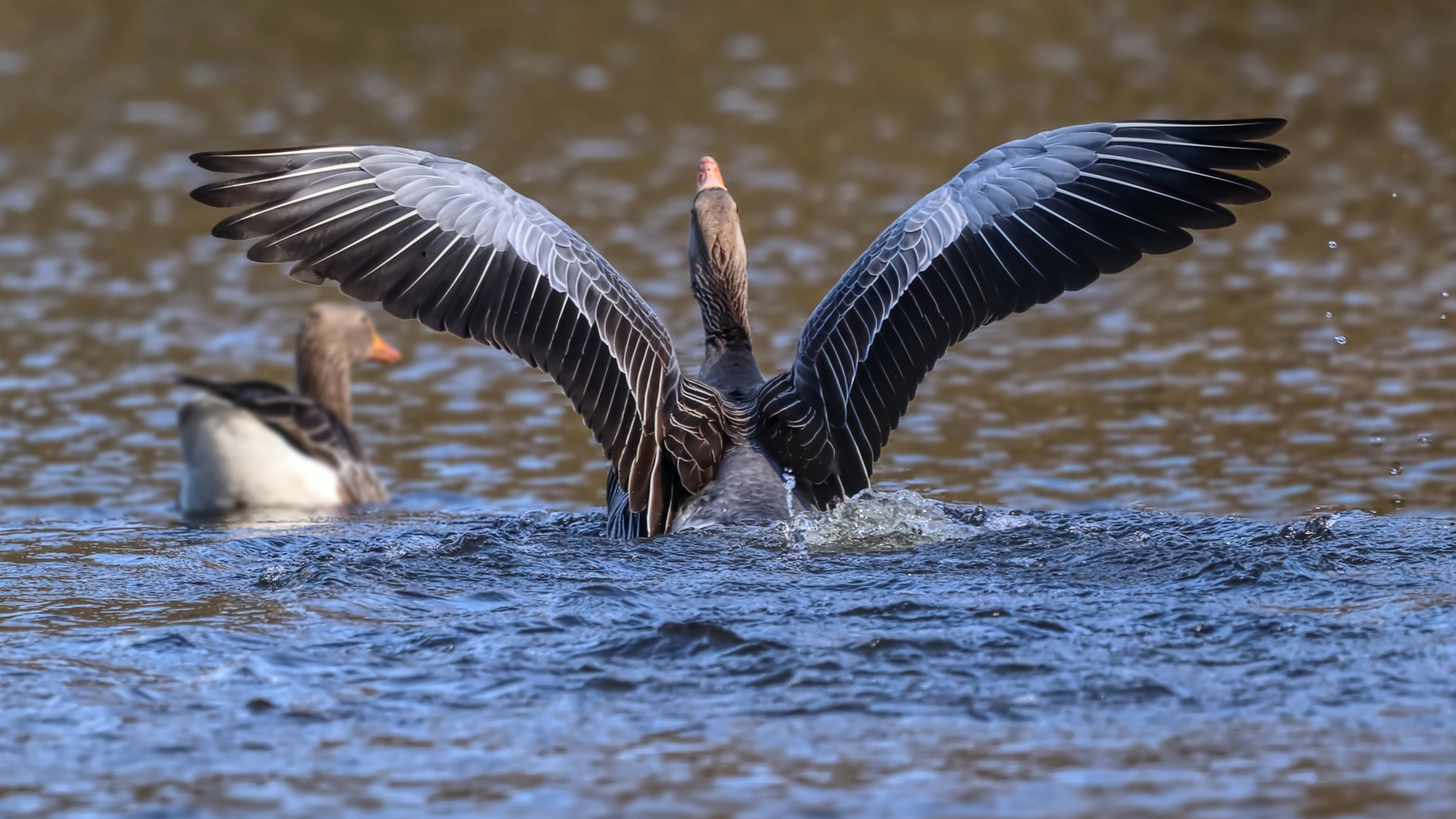 Gans sanft gelandet