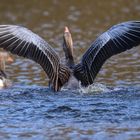 Gans sanft gelandet