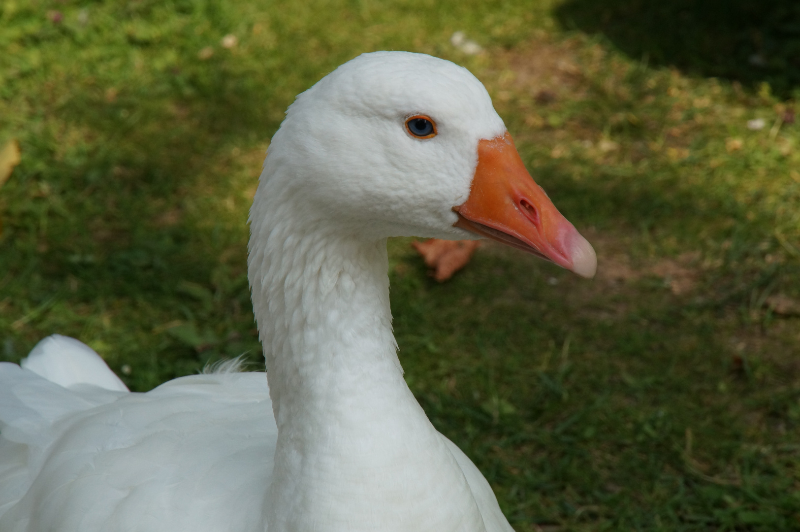 Gans Schlosspark Wickrath 06-2013