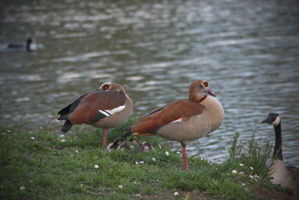 Gans schön...