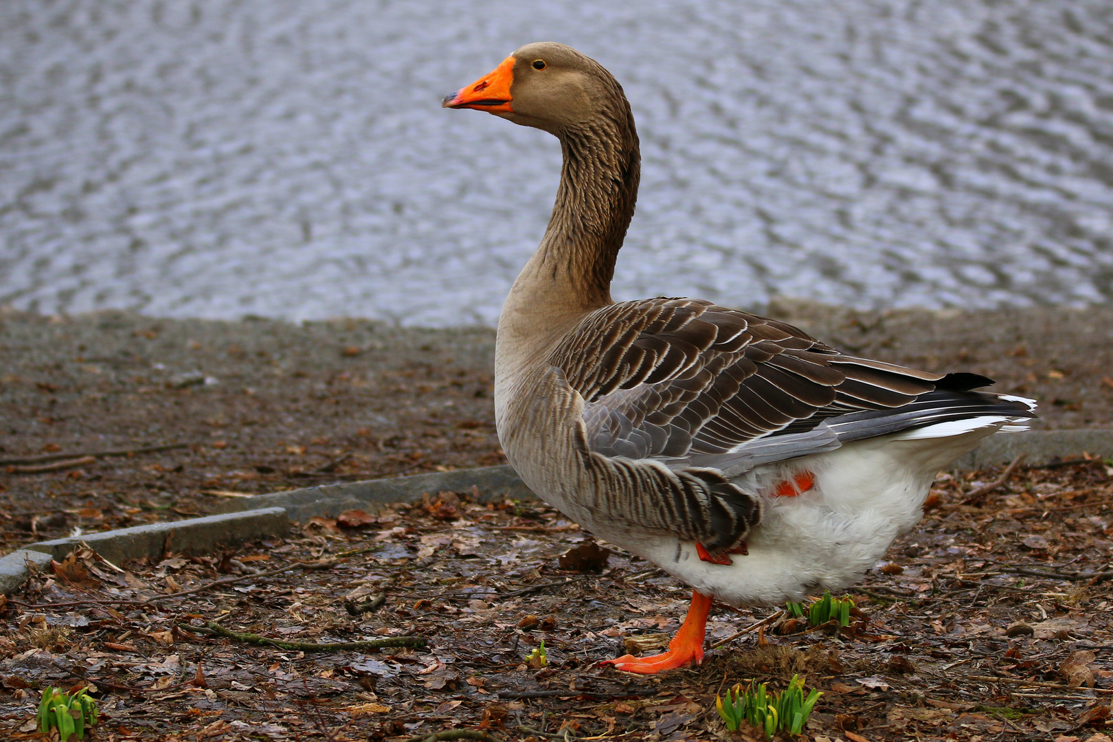 Gans schön