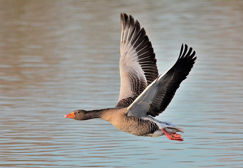 Gans... schön abgehoben