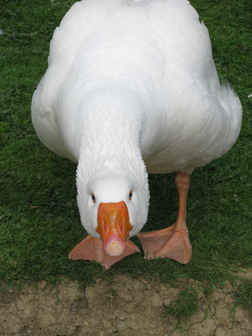 Gans schön angriffslustig!