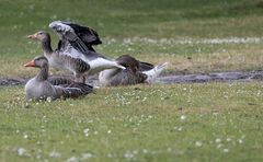 Gans schön aufgeregt