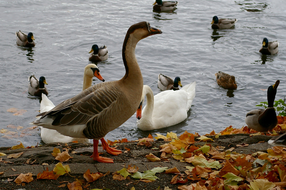 Gans Schön