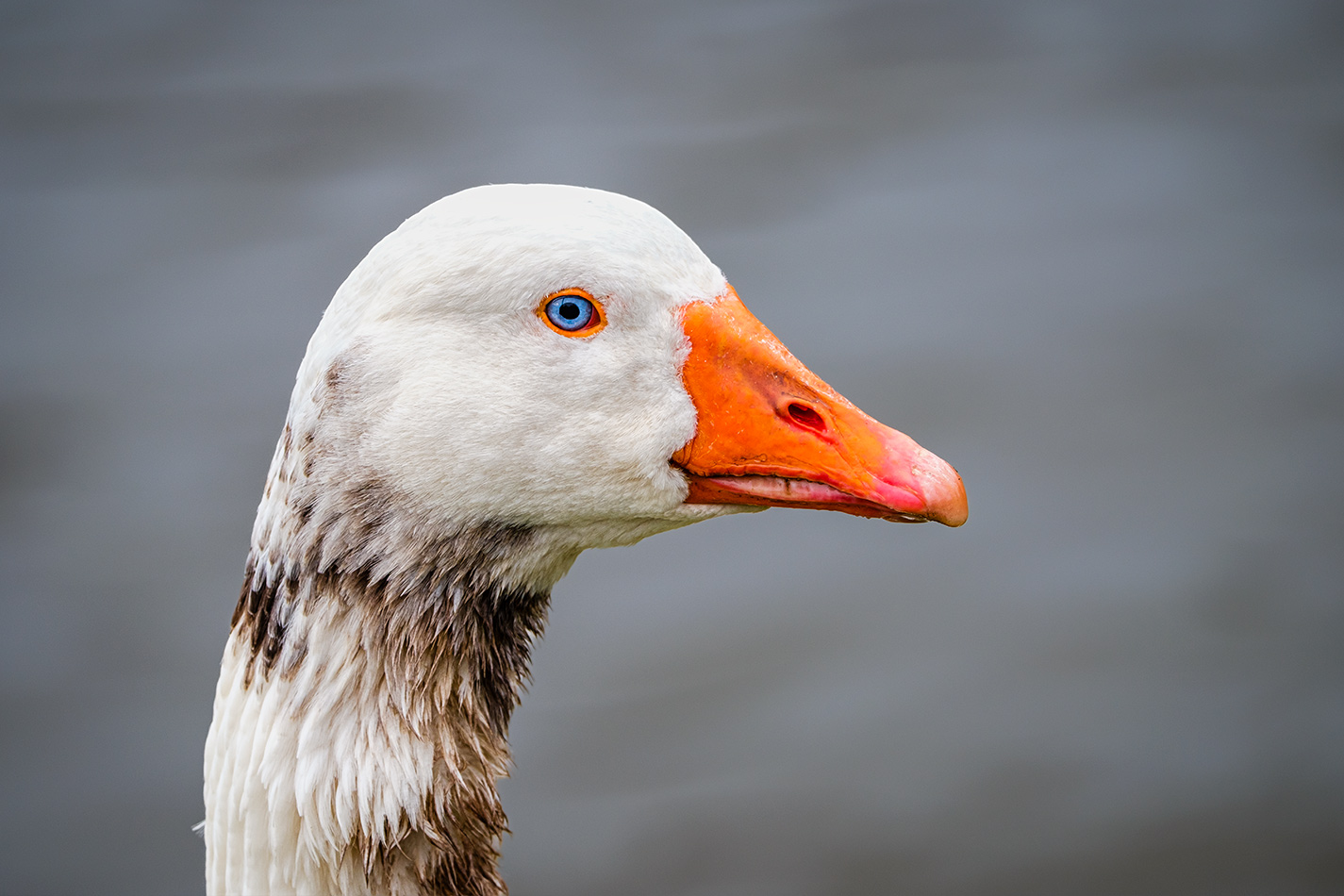 Gans schoen blauaeugig