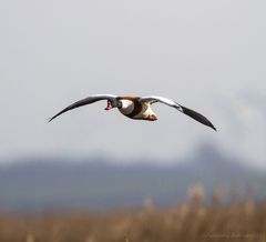 gans schön entig diese gans