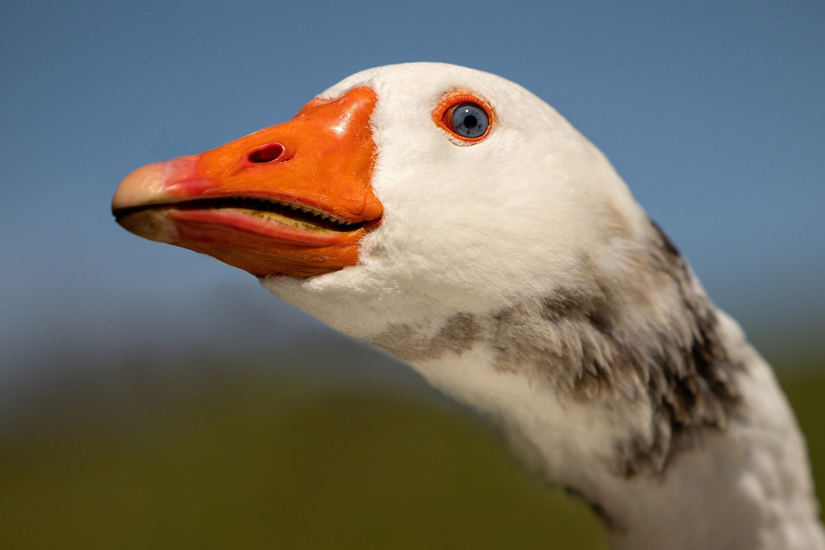 Gans schön gefährlich ...