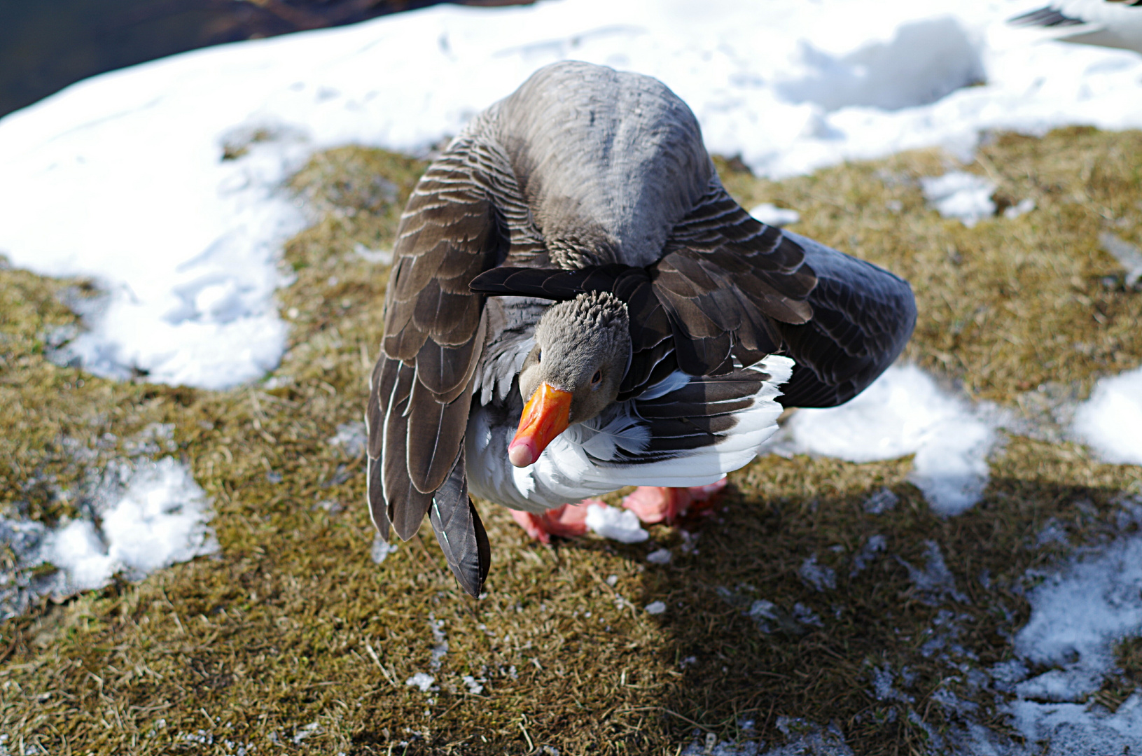 Gans schön gelenkig 