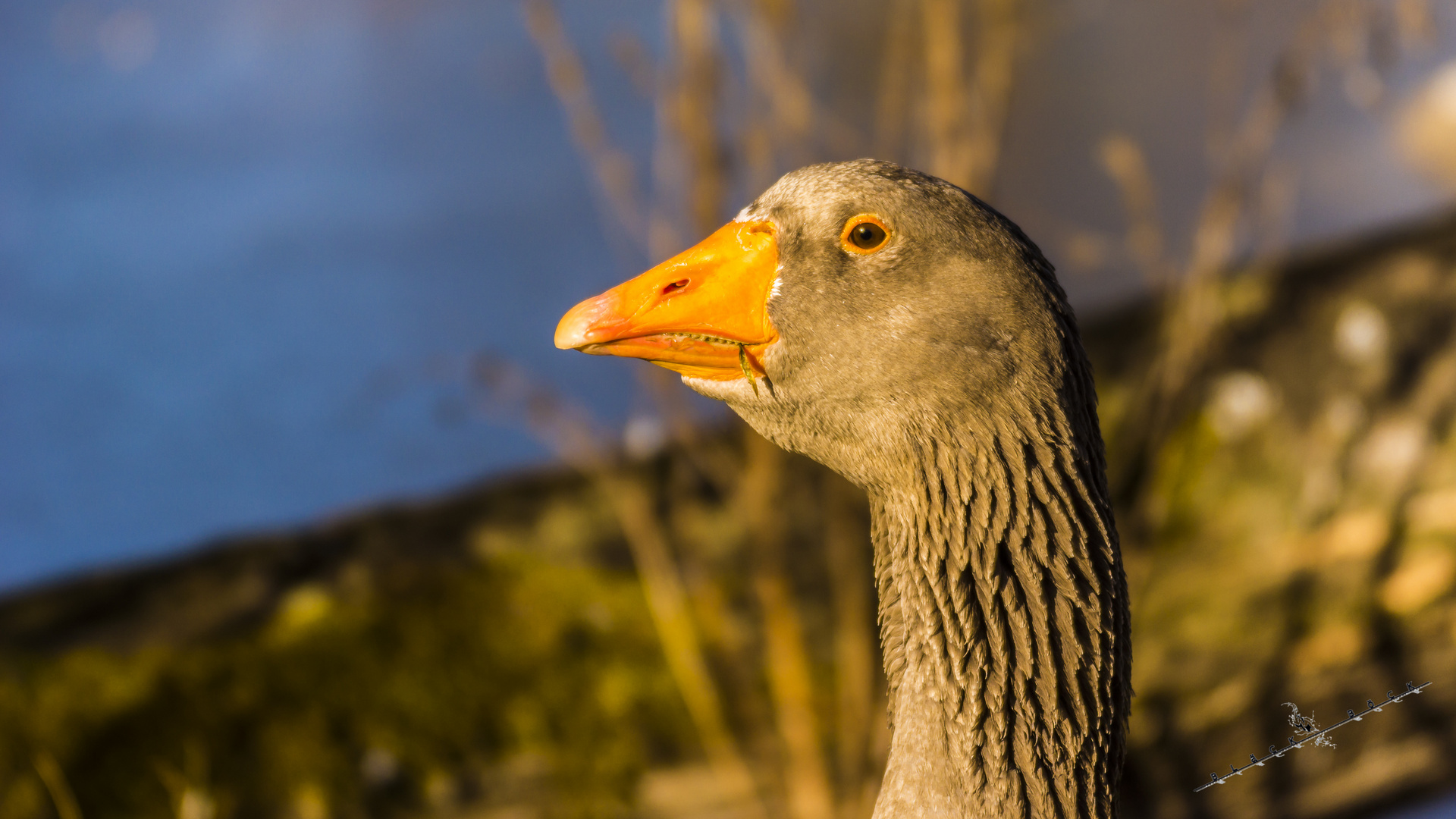 GANS schön grimmig