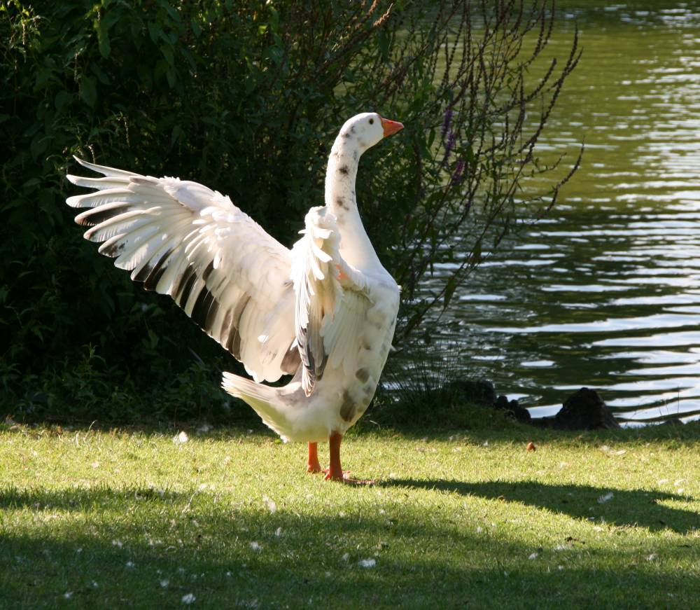 Gans schön groß...