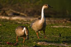 gans schön groß