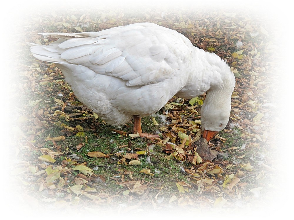 Gans schön müde......