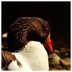 'Gans schön nachdenklich'