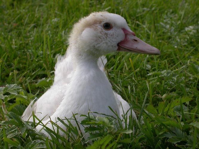 GANS schön neugierig