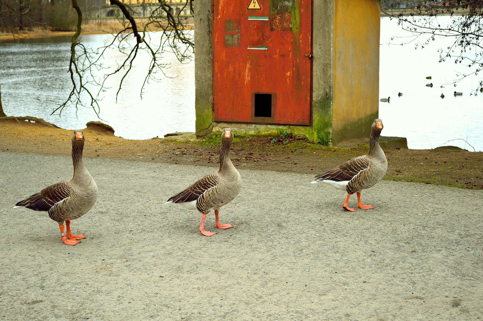 Gans schön neugierig