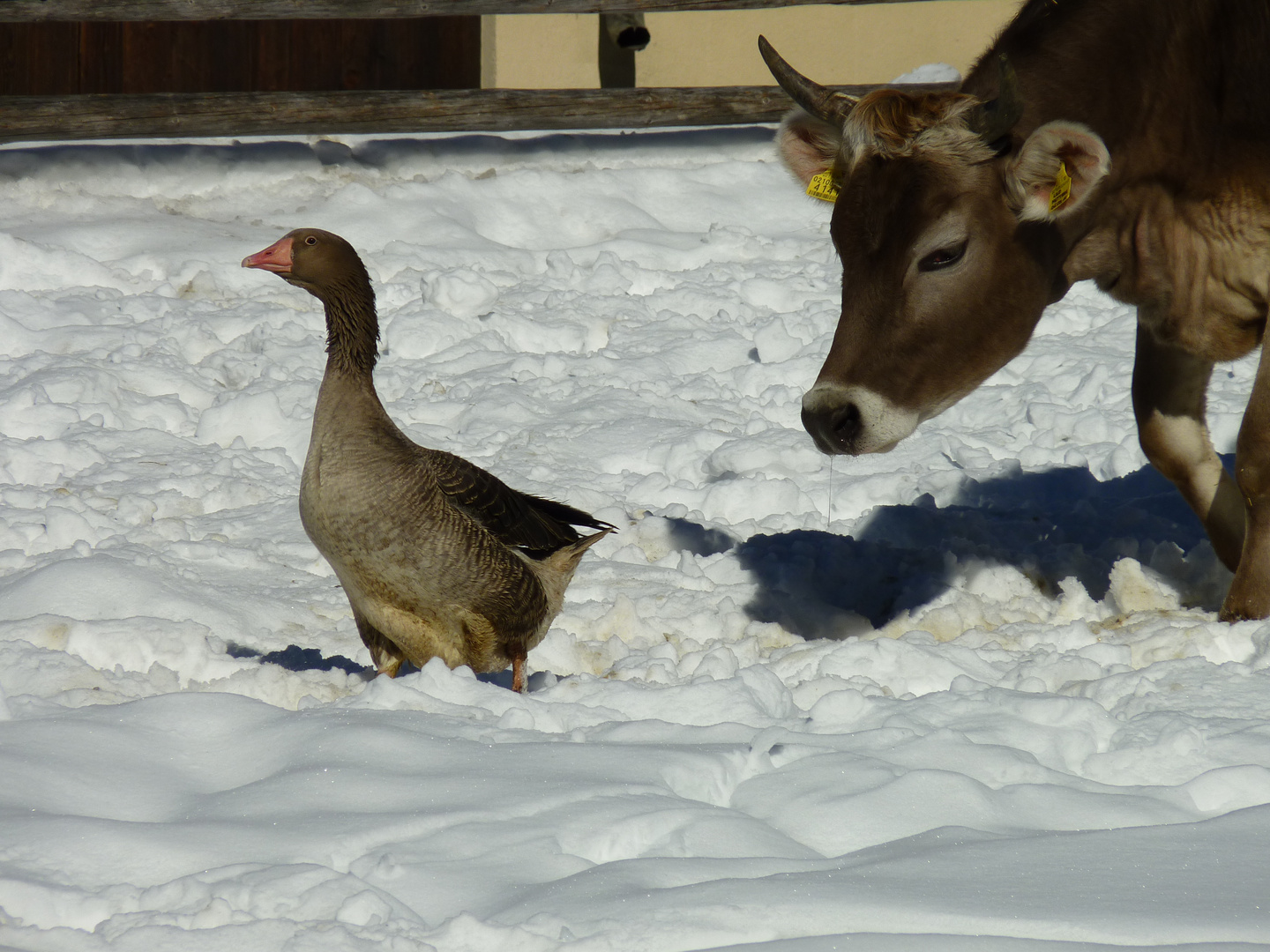 Gans schön - Nr. I