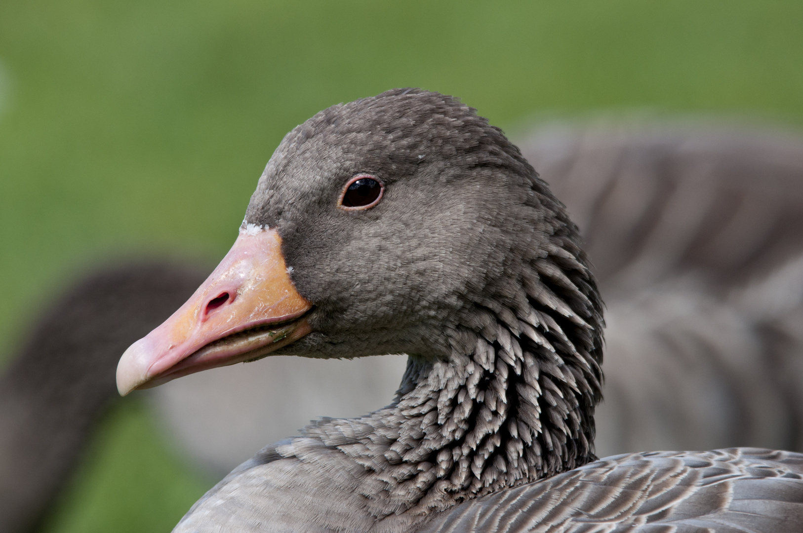 Gans schön scharf..