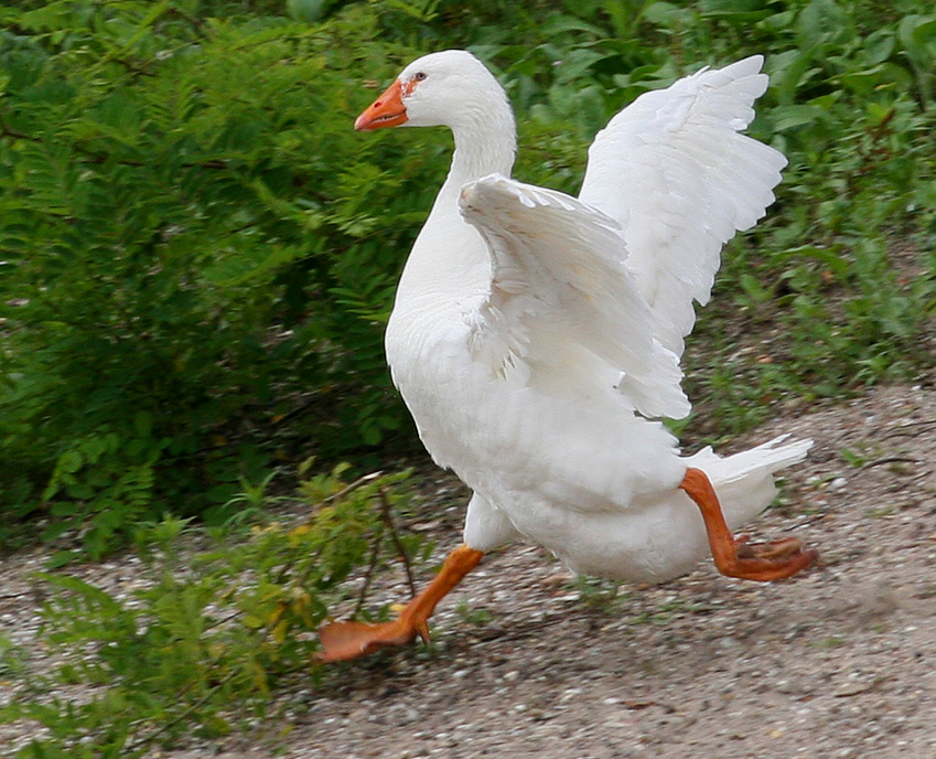 Gans schön schnell...