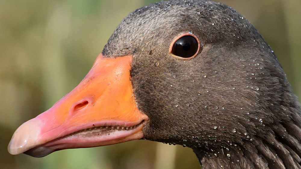 Gans schön schweißtreibend