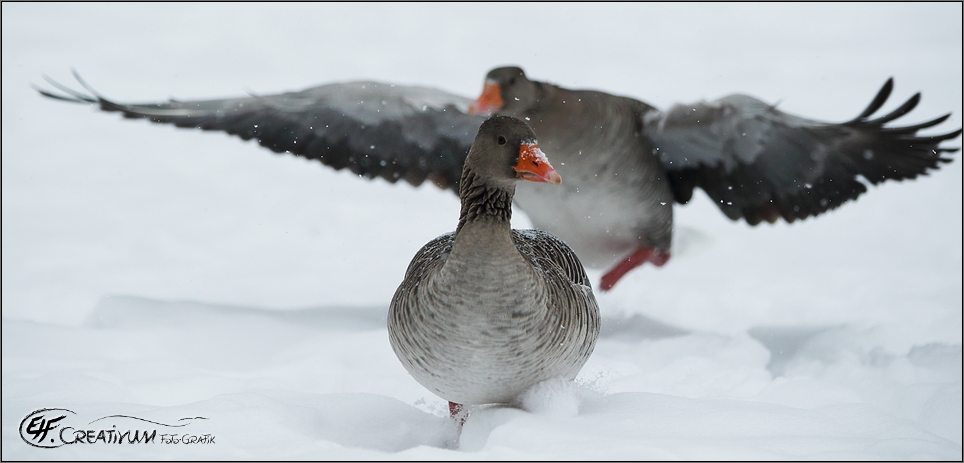 Gans schön viel Schnee plötzlich ...