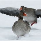 Gans schön viel Schnee plötzlich ...