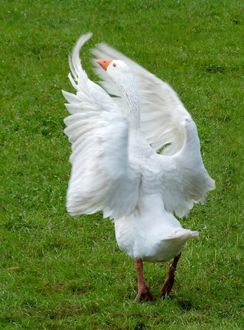 Gans schön viel Wind