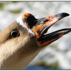 Gans schön viel Zähne für´nen Vogel