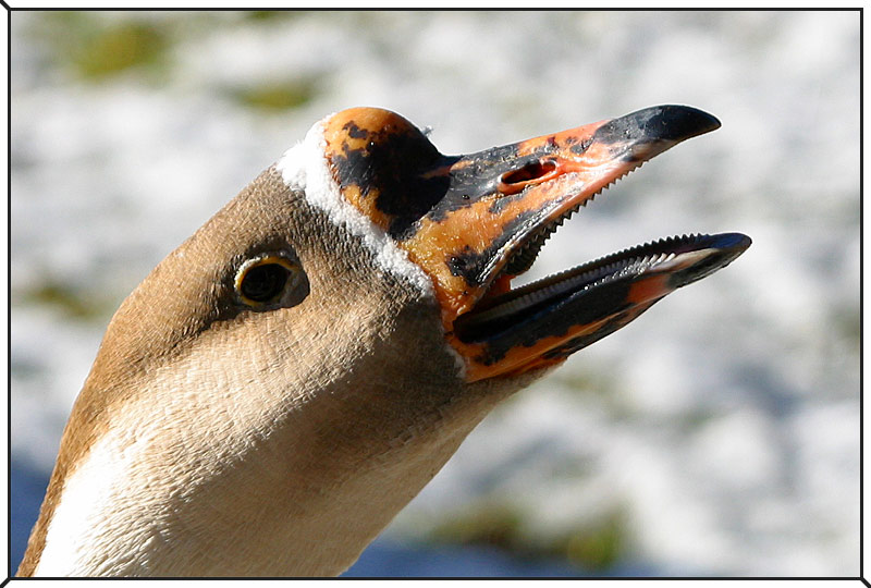 Gans schön viel Zähne für´nen Vogel Foto & Bild | tiere, zoo, wildpark