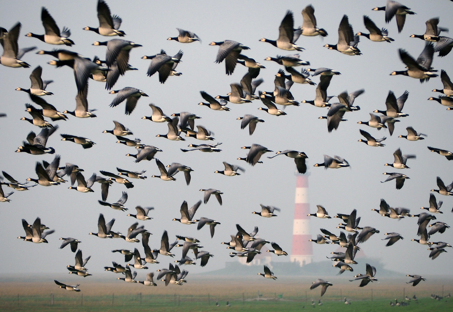 Gans schön viele