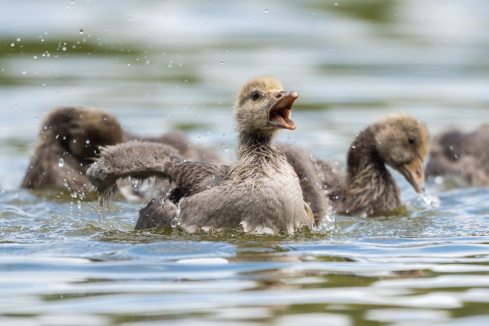 Gans schön vorlaut