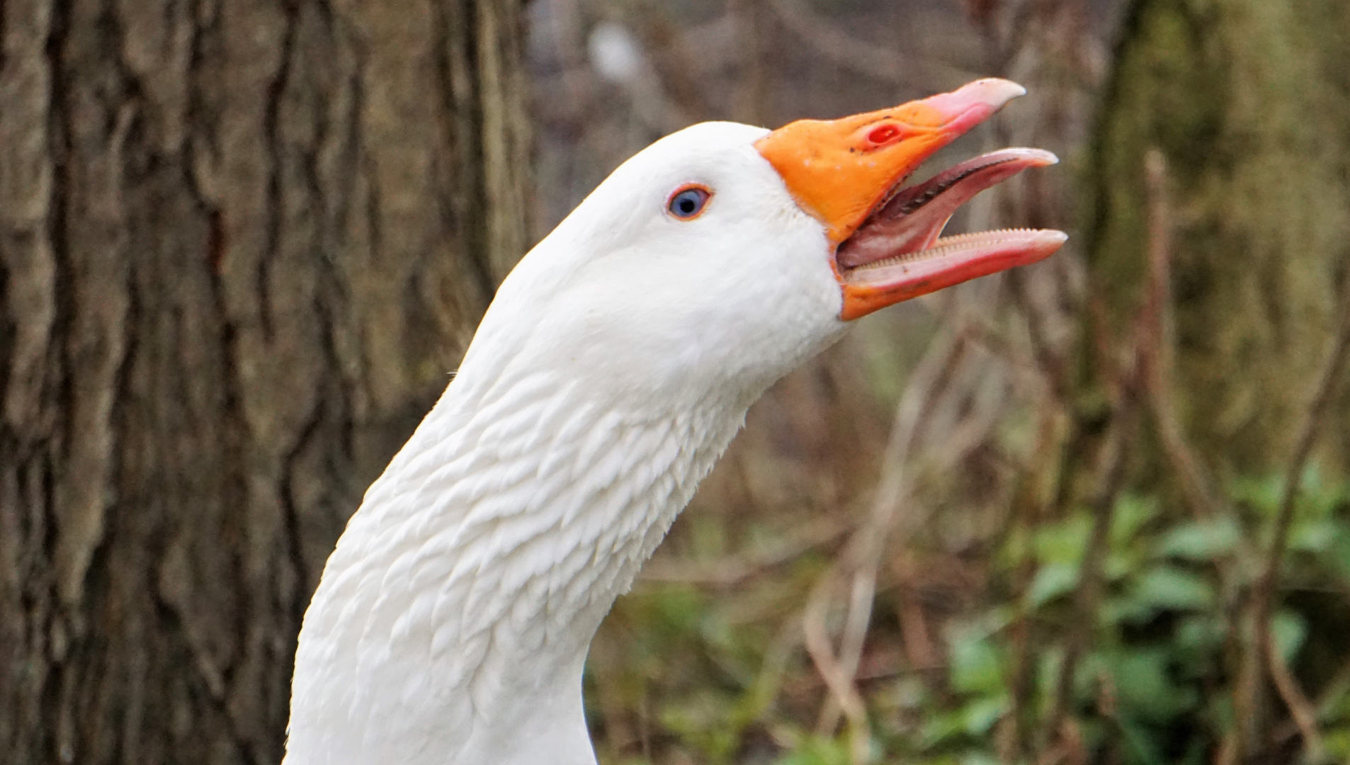 "Gans" schön wütend :-)